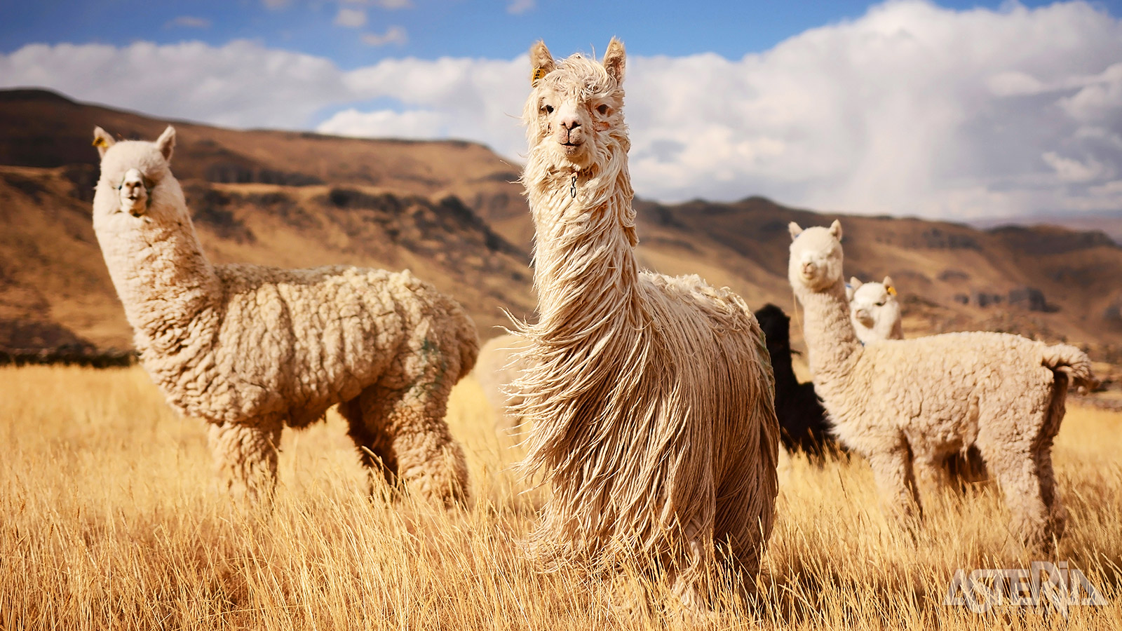 Dankzij de verschillende klimaten heeft Peru een rijke variatie aan flora en fauna