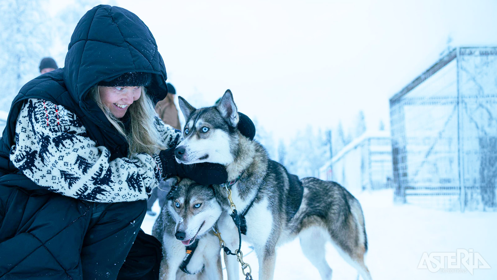 Husky’s zijn al eeuwenlang verbonden met Lapland