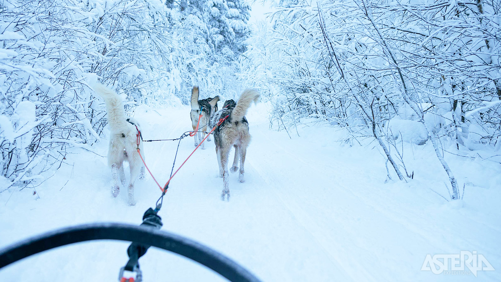 Tijdens een huskysafari geniet je van de rust en stilte in de natuur