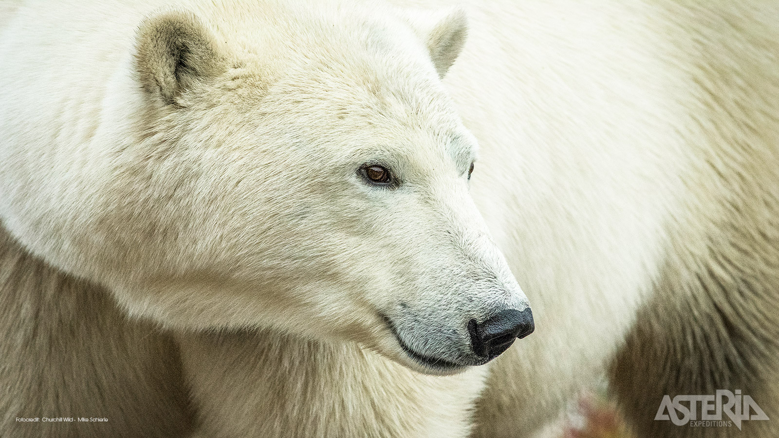 Deze safari staat volledig in functie van het fotograferen van Arctische dieren van dichtbij