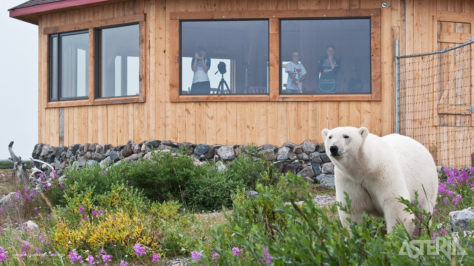 De Seal River Heritage Lodge aan de monding van de gelijknamige rivier is een toplocatie voor het observeren en fotograferen van ijsberen
