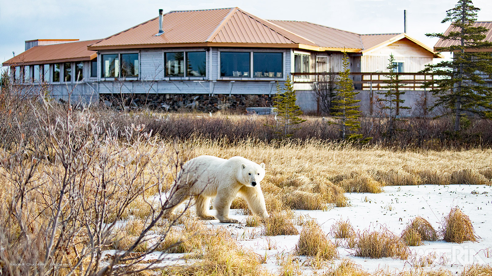De Seal River Heritage Lodge is ideaal voor het observeren van ijsberen die in de herfst langs de kust struinen en wachten tot de Hudson Bay dichtvriest