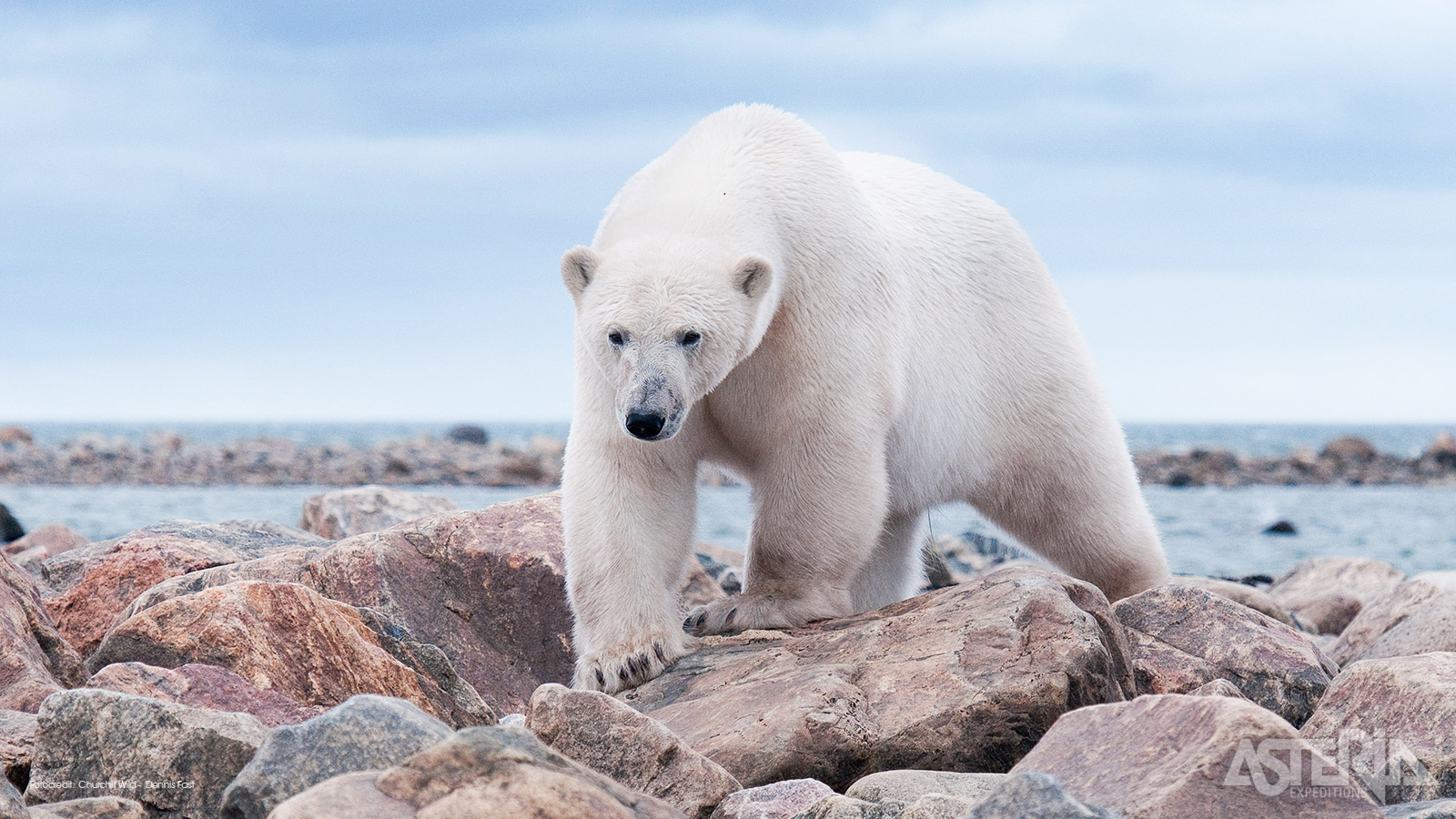 Begin oktober migreren de ijsberen naar Churchill en andere plaatsen langs de Hudson Bay