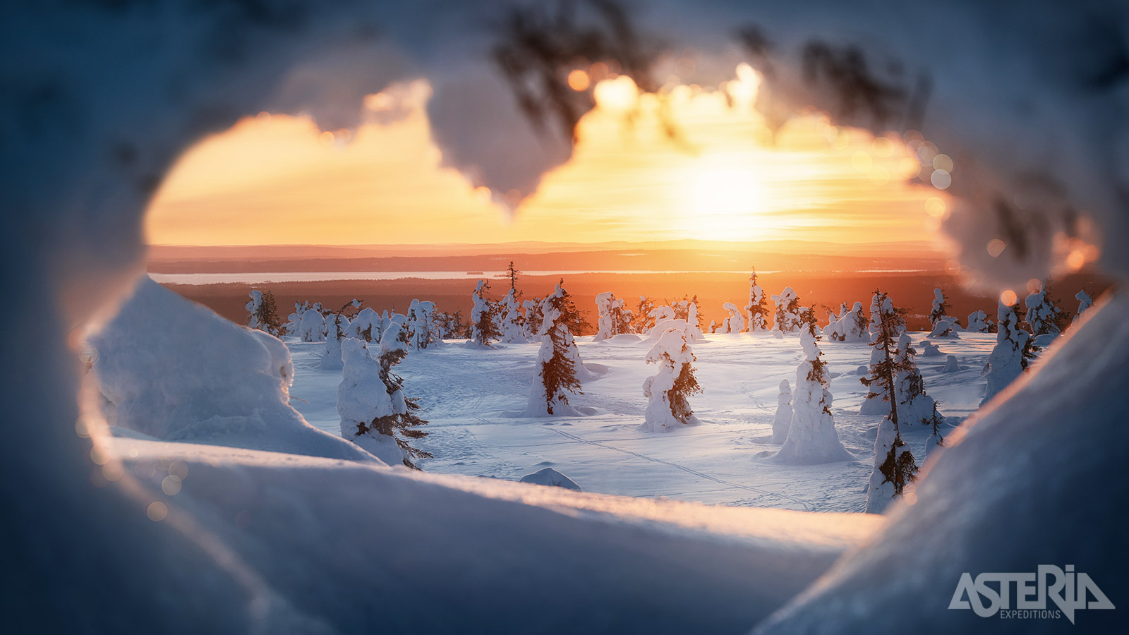 De sneeuwlaag is tijdens de wintermaanden  zo dik dat de bomen het gewicht niet meer kunnen dragen en de boomtoppen naar beneden hangen