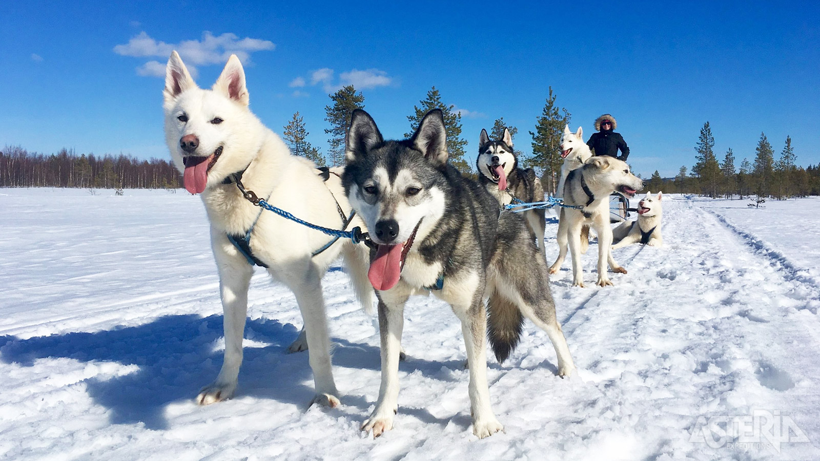 Een tocht met husky’s vormt voor velen een hoogtepunt van de reis