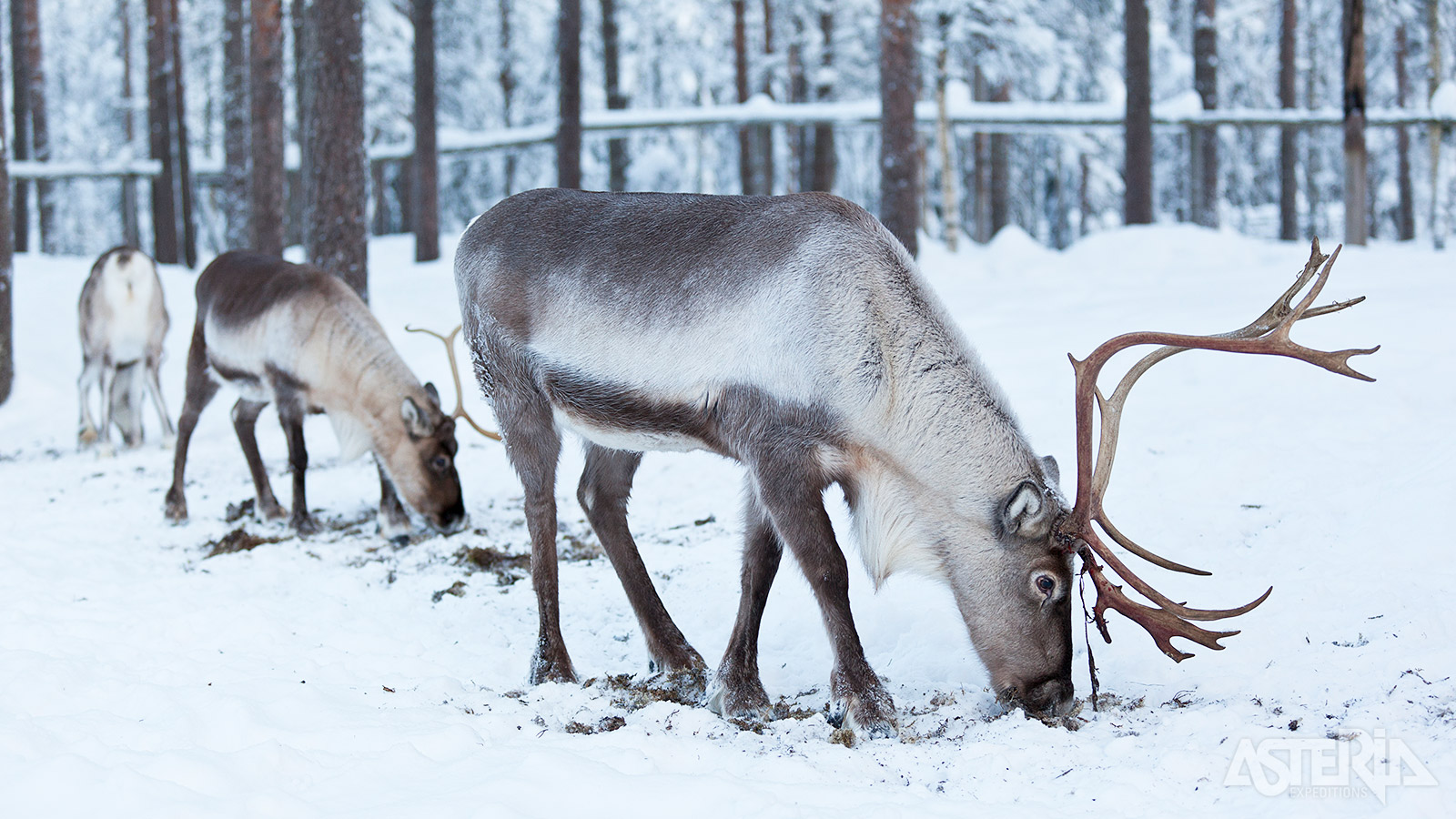 Van alle dieren zijn rendieren ongetwijfeld de meest voorkomende soort in Lapland