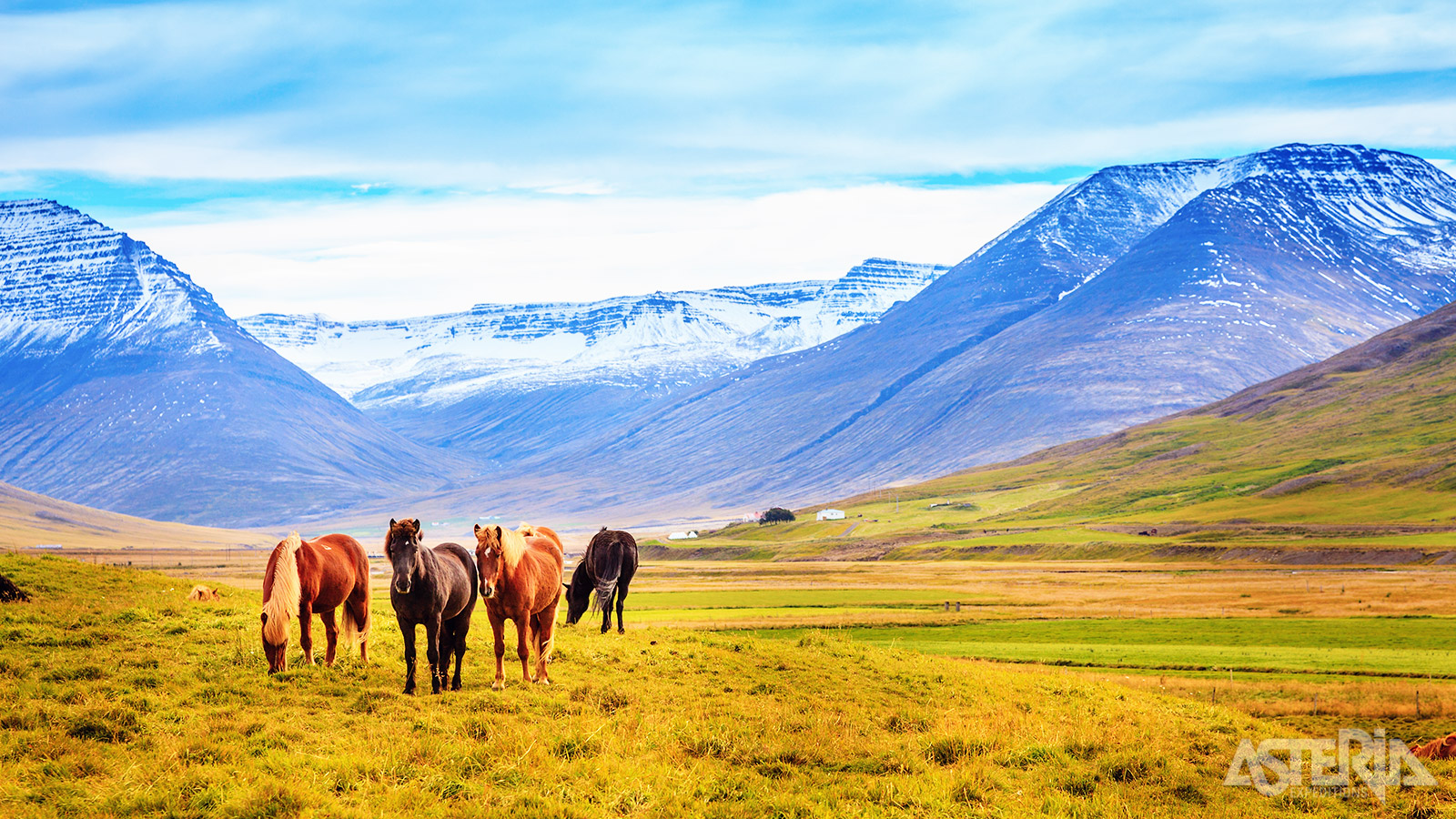 Een land met slechts 350.000 inwoners is de thuisbasis van ongeveer 80.000 IJslandse paarden