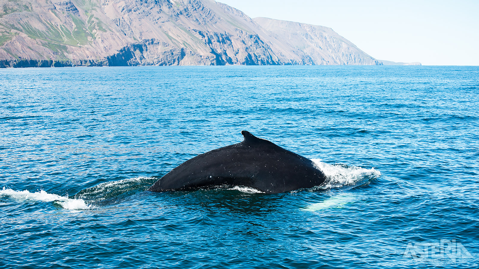 Stap in Reykjavik aan boord van een boot en ga op zoek naar bultruggen, dolfijnen en bruinvissen