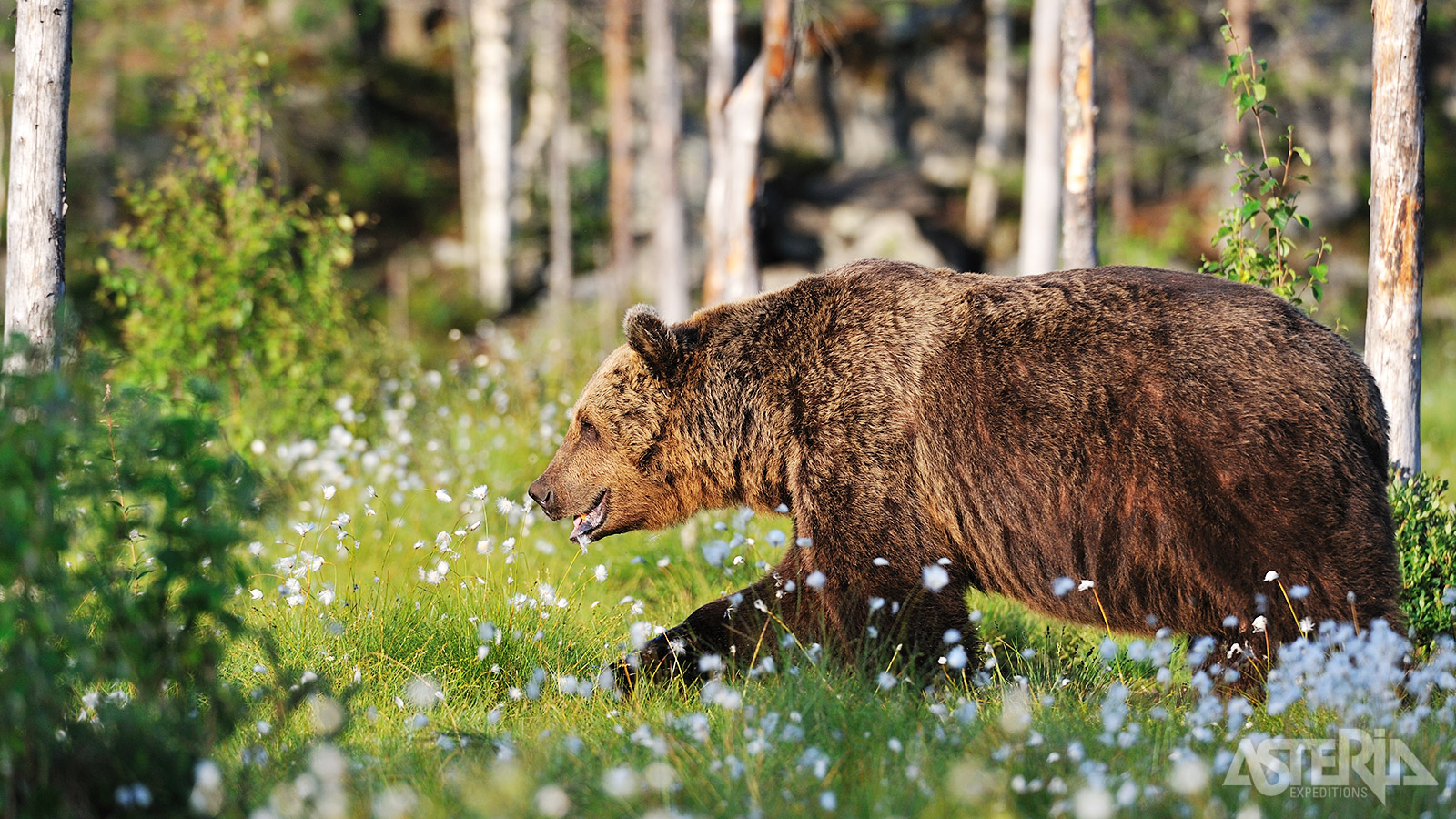 Observeer bruine beren en andere dieren tijdens een facutatieve natuurexcursie