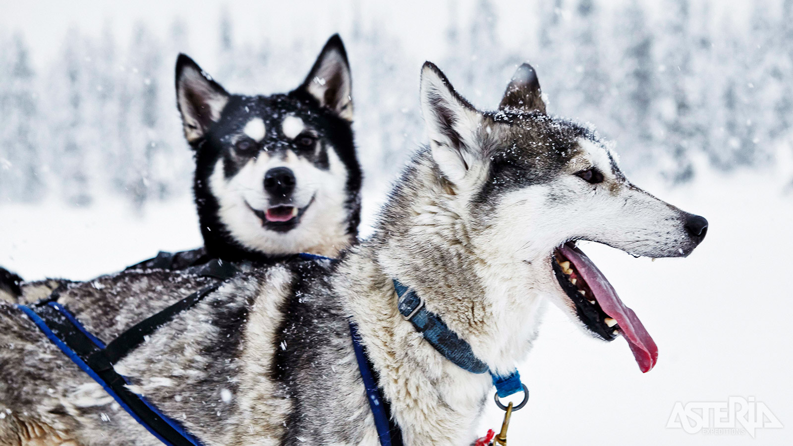 Op de huskyboerderij kan je even kennismaken met de honden voor de start van de safari