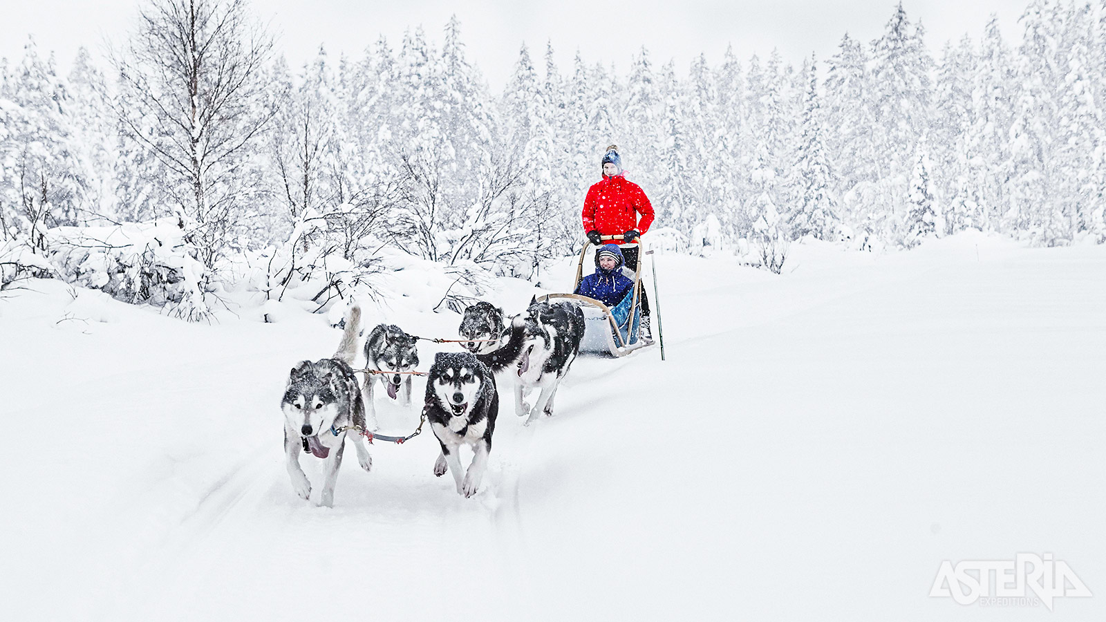 Een tocht met huskies vormt een onvergetelijk hoofdstuk van jouw Lapland-avontuur