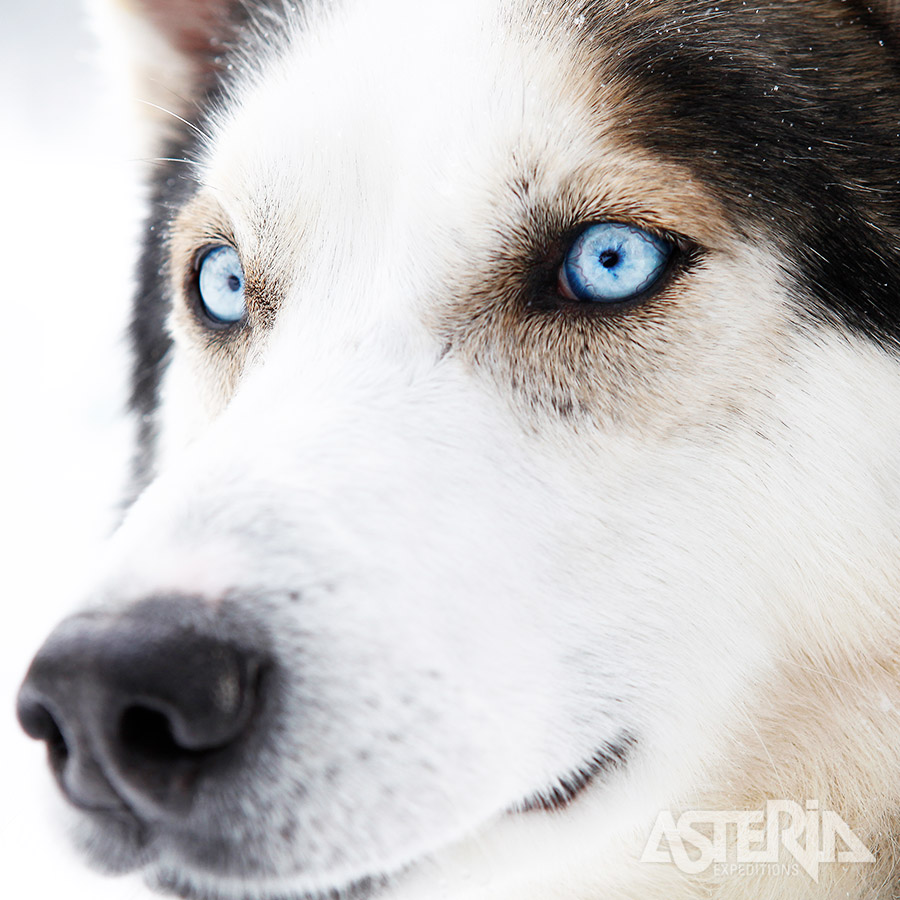 De huskysafari is een excursie die bij veel reiziger bovenaan op hun bucketlist prijkt