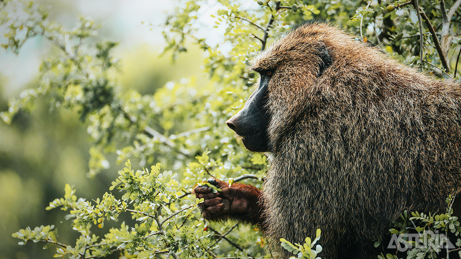 In Akagera vind je een enorme diversiteit aan dieren met 8.000 zoogdieren en 500 vogelsoorten