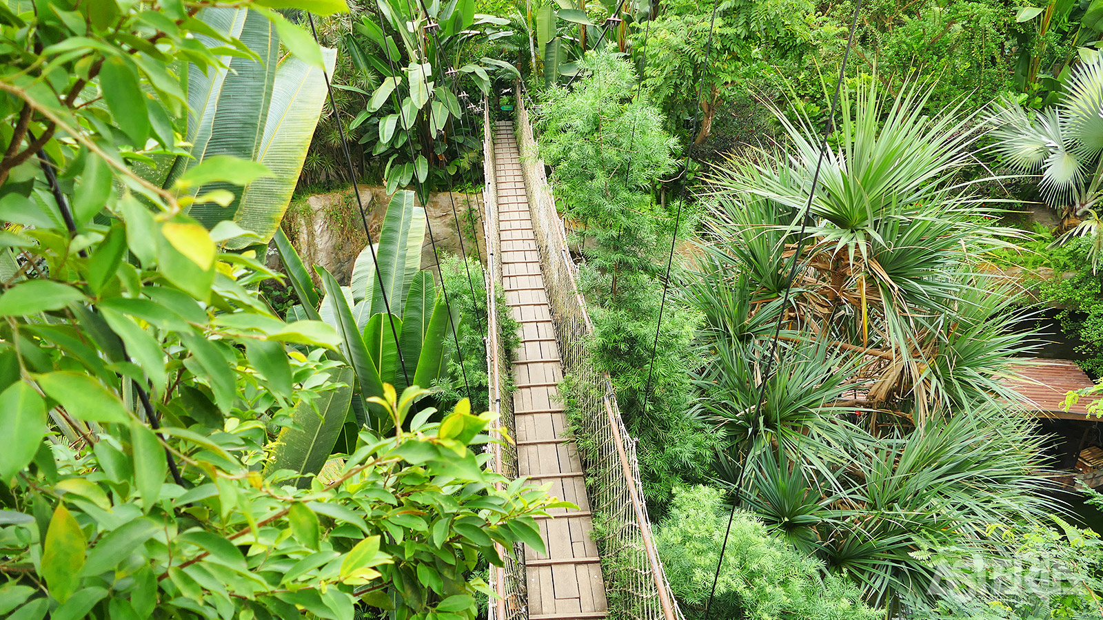 Tijdens een avontuurlijke canopywandeling ervaar je het uitgestrekte Nyungwe Nationaal Park vanuit de hoogte