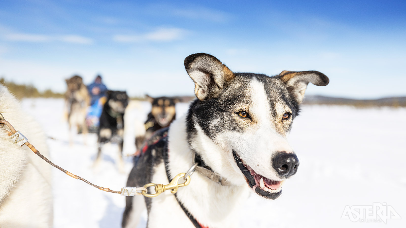 Huskies zijn van nature zeer actieve honden en hebben veel beweging en mentale stimulatie nodig