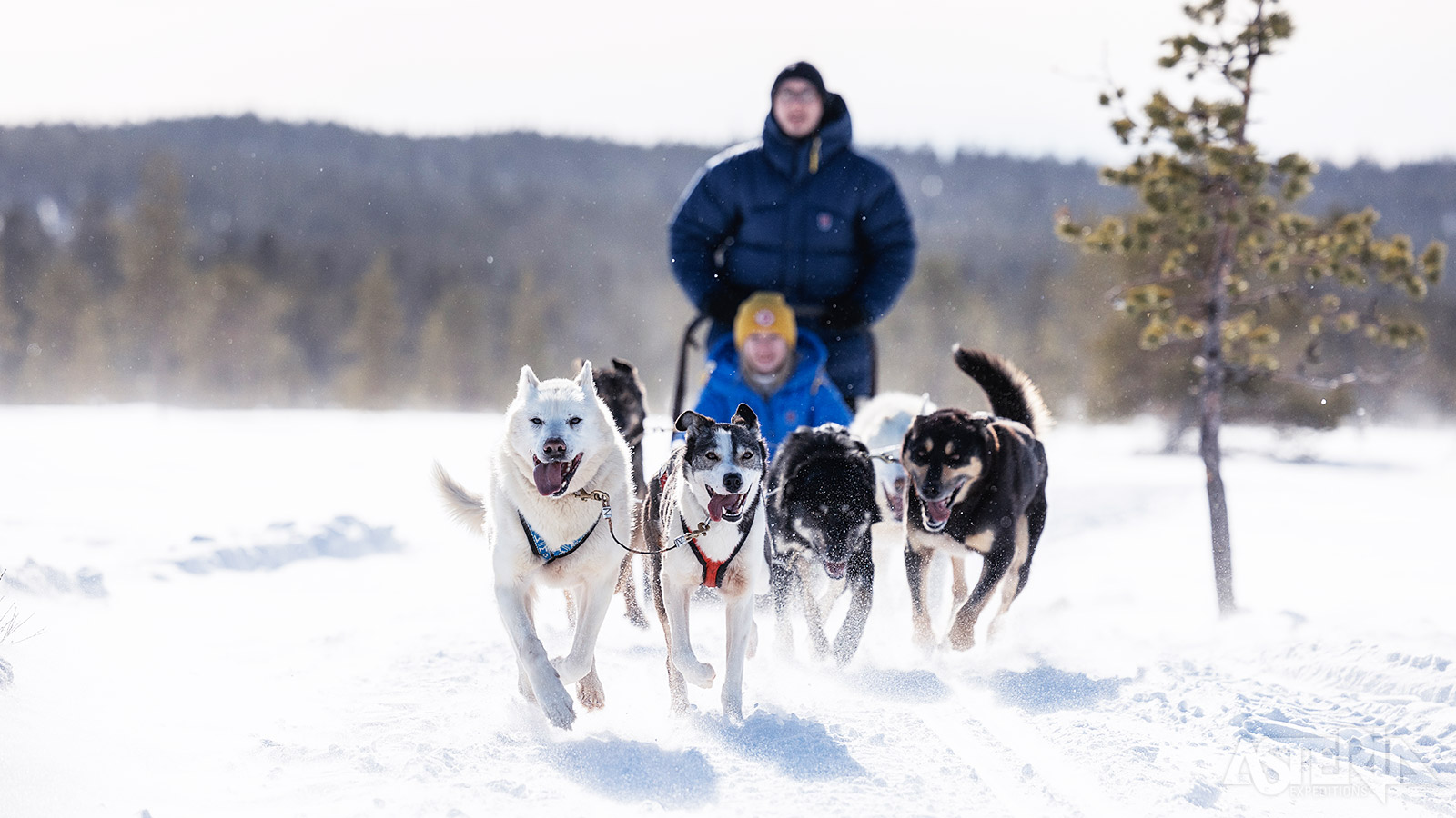 Een huskytocht is een onvergetelijke winteractiviteit die je de kans biedt om het adembenemende, besneeuwde landschap et ontdekken