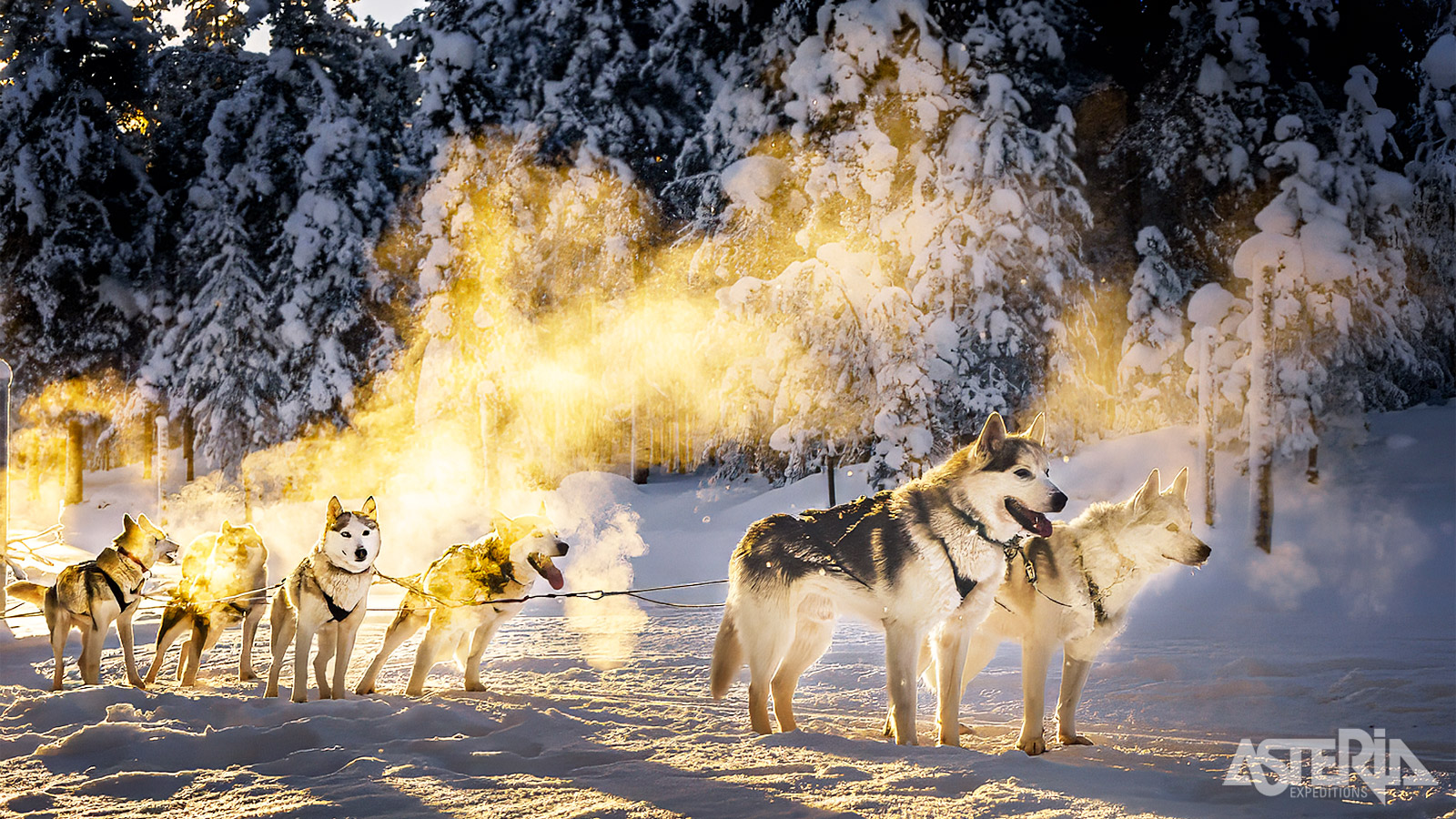 Met hun tomeloze energie staan de honden te popelen om te vertrekken met de huskyslede