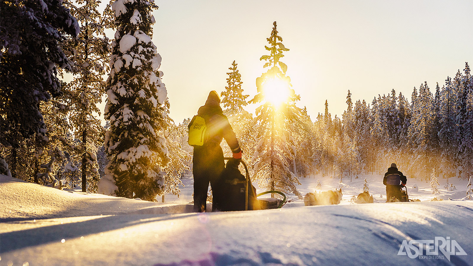 Husky’s zijn van nature onvermoeibare werkhonden met een enorm uithoudingsvermogen