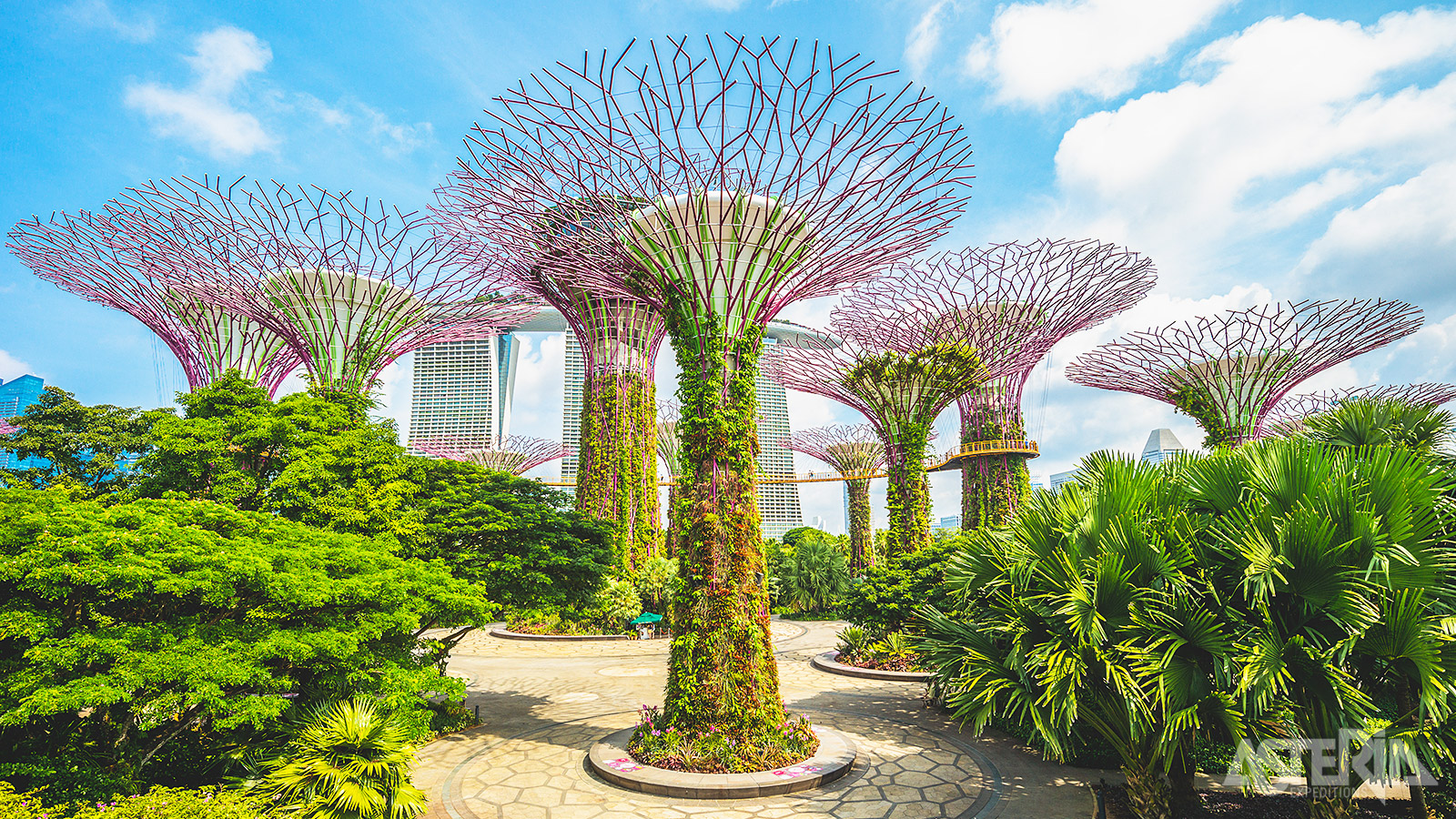 Singapore’s Supertree Grove: unieke verticale tuinen in de vorm van enorme bomen met een groot bladerdek