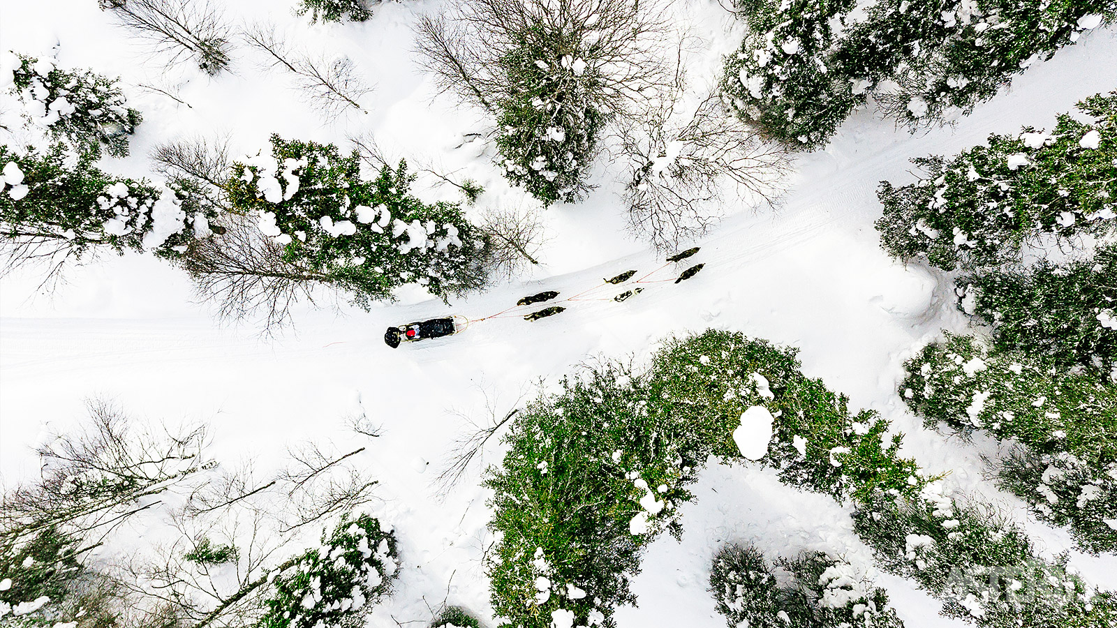 Rij door de besneeuwde bossen en langs besneeuwde natuurlandschappen van Fins Lapland