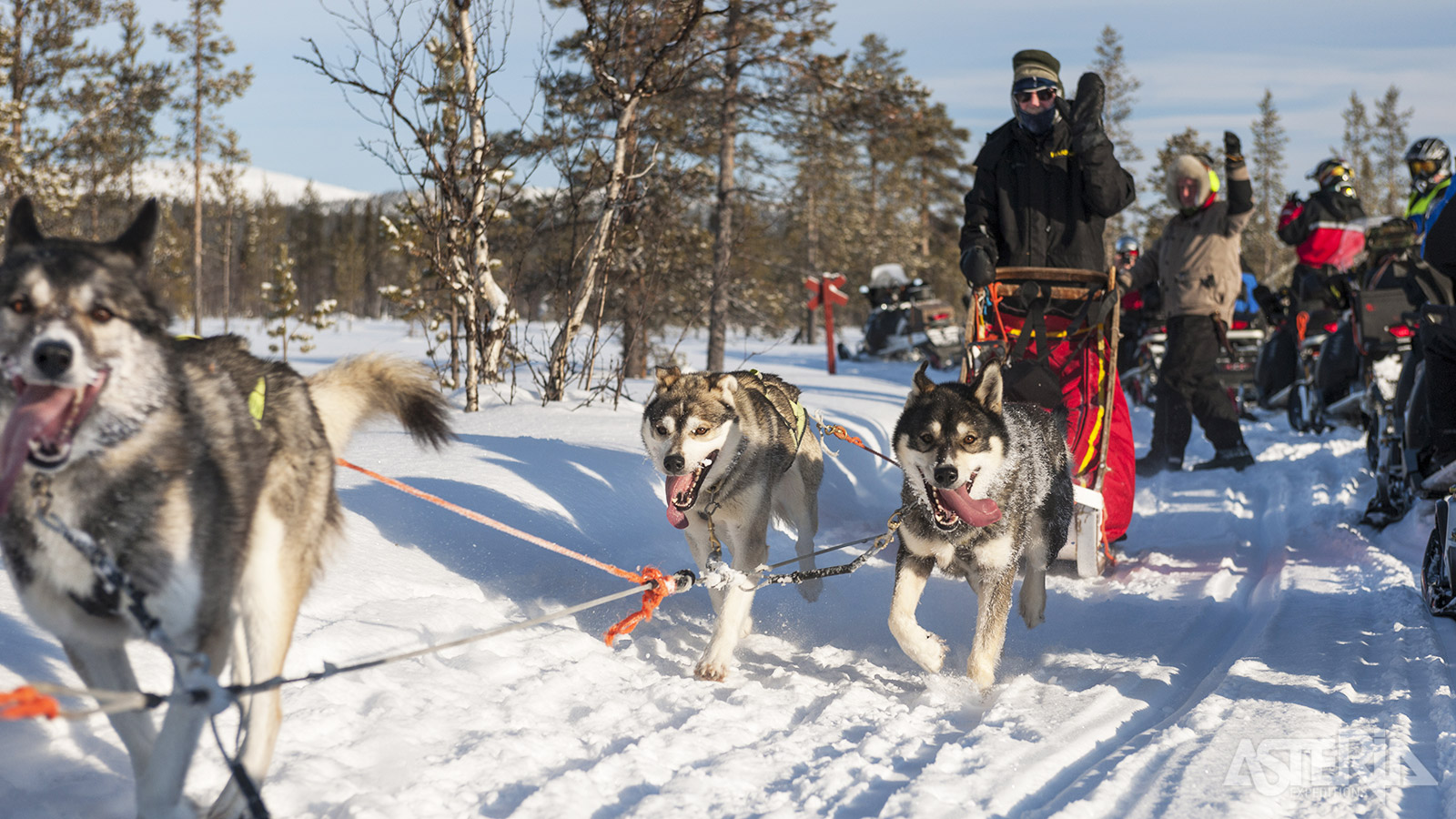 Na wat instructies trek je de natuur in met je eigen huskyteam