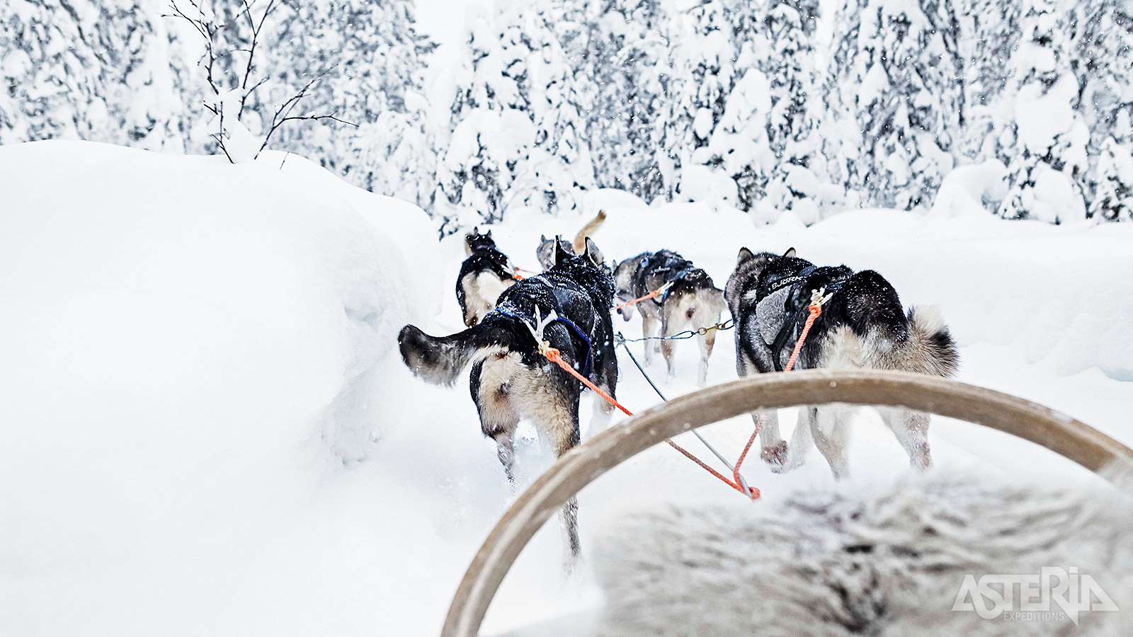 Geniet van een overweldigende rust en stilte tijdens de safari met de husky’s