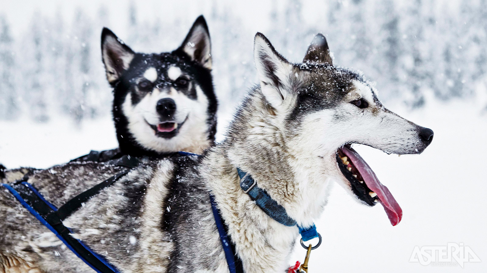 Bij aankomst op de huskyboerderij staan de honden al vol ongeduld te trappelen om de natuur in te trekken