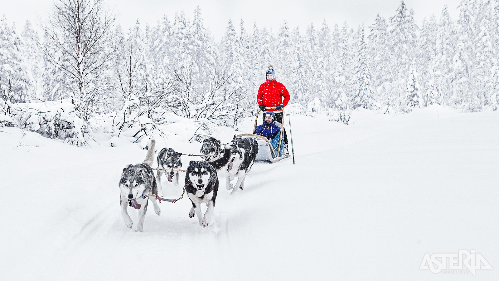 Tijdens een tocht met husky’s geniet je van de stilte en rust in de Finse natuur