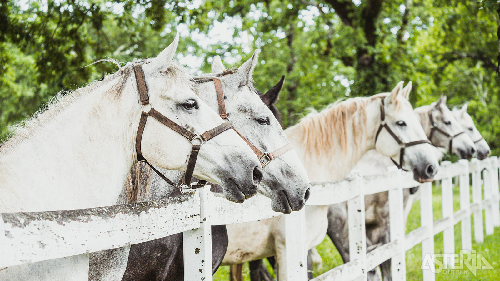 Lipica is de wieg van de witte Lipizzanerpaarden die vooral worden geassocieerd met de Spaanse Rijschool in Wenen