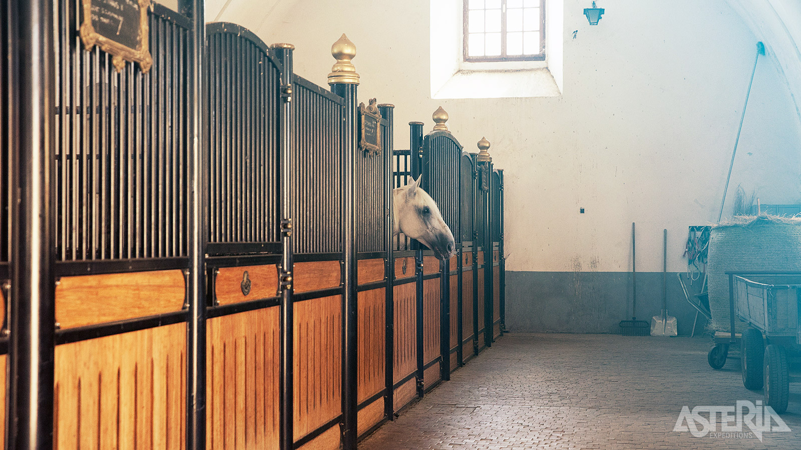 Rondleiding in een stoeterij in Lipica, dé wieg van het elegante Lipizzanerpaard