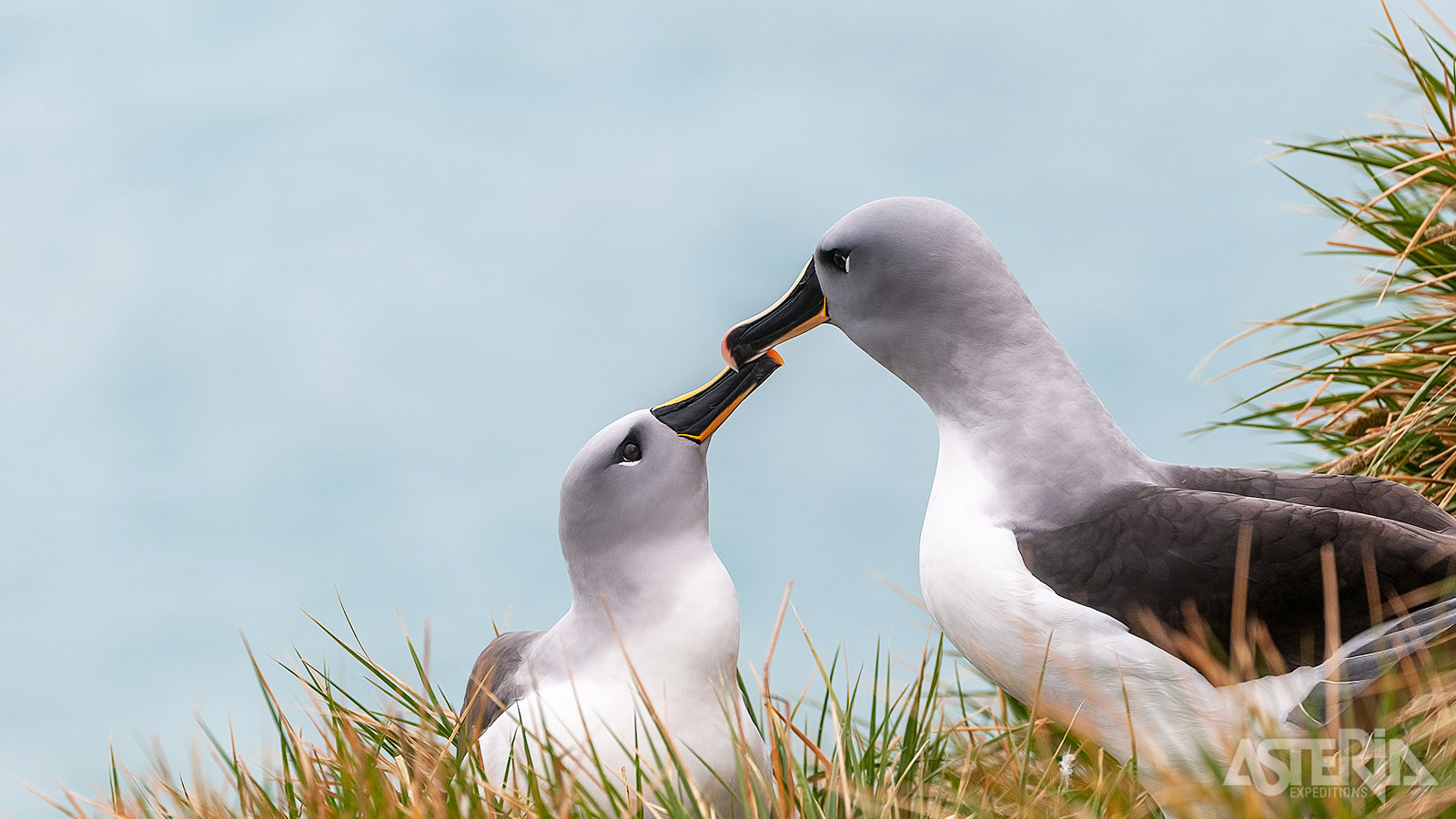Elsehul Bay ligt aan het noordwestelijke punt en vormt voor veel bezoekers het eerste contact met South Georgia