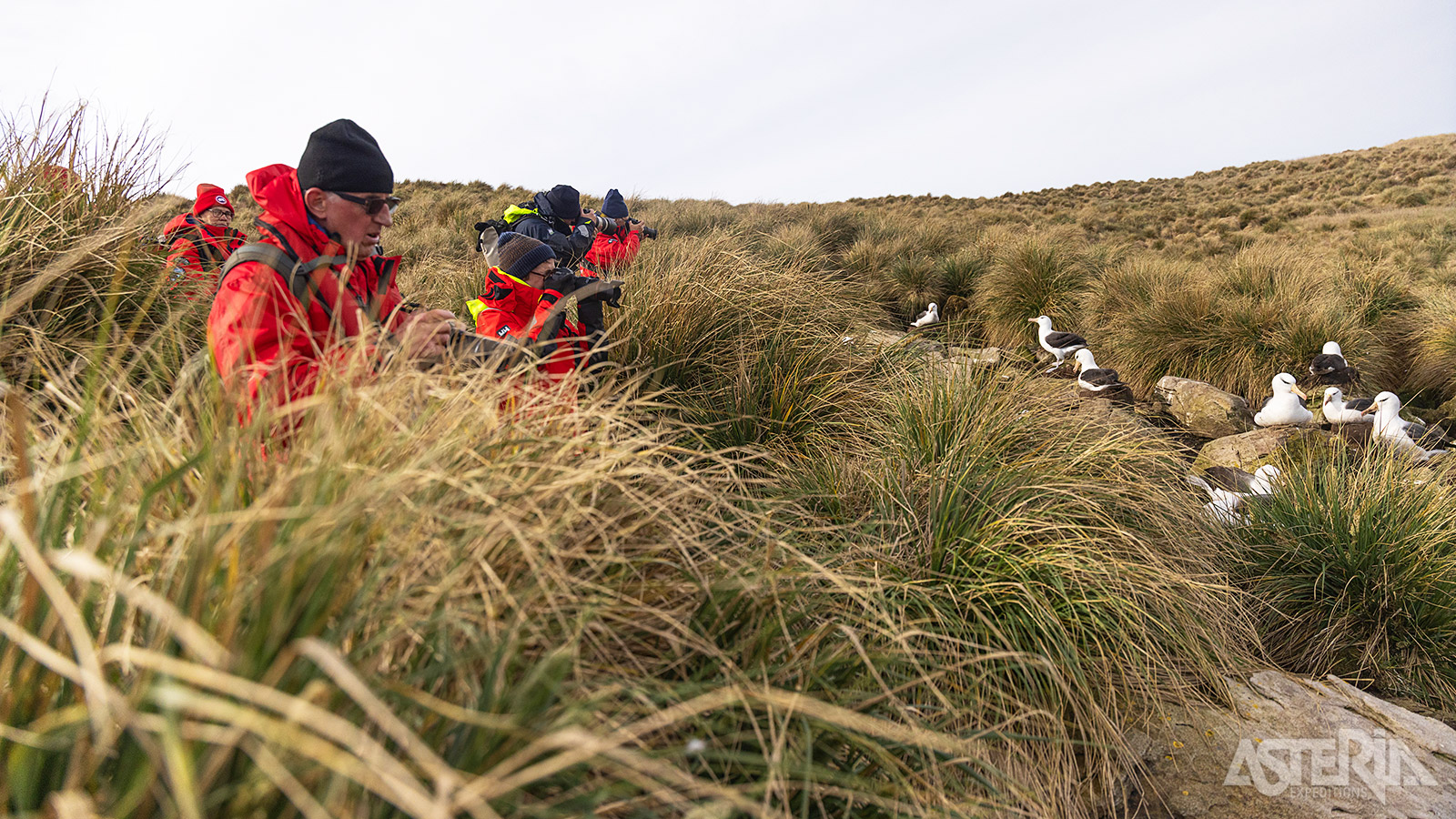 Op de Falklandeilanden kun je een indrukwekkende diversiteit aan albatrossen zien