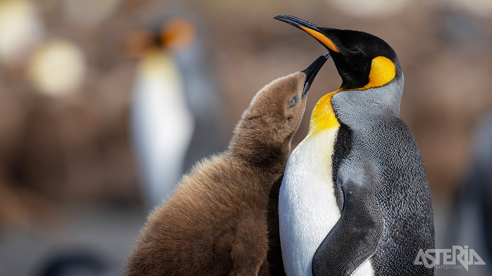 Op South Georgia leven ongeveer 450.000 paren koningspinguïns, wat neerkomt op zowat de helft van de wereldpopulatie