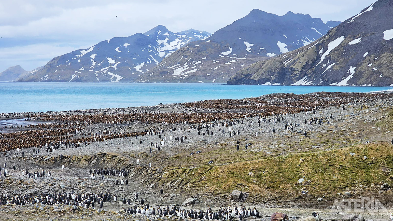 Het contrast van de felgekleurde pinguïns met het ruige, koude landschap maakt het schouwspel nog indrukwekkender
