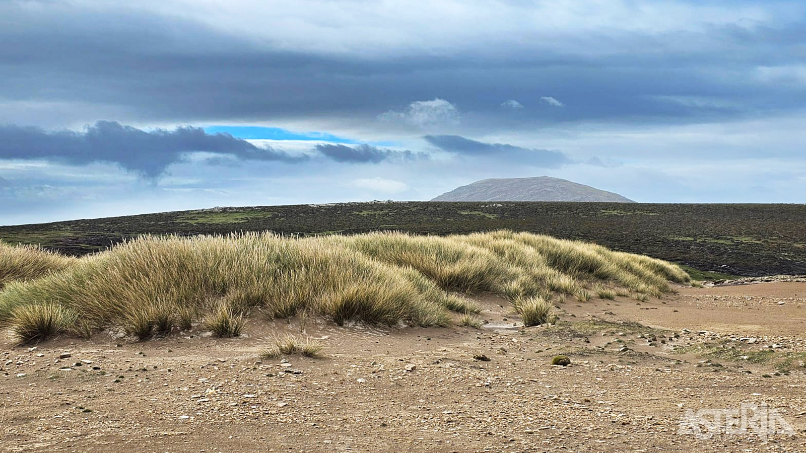 Langs de kust en lagere gebieden vind je graslanden, waaronder de kenmerkende Tussock grasvelden