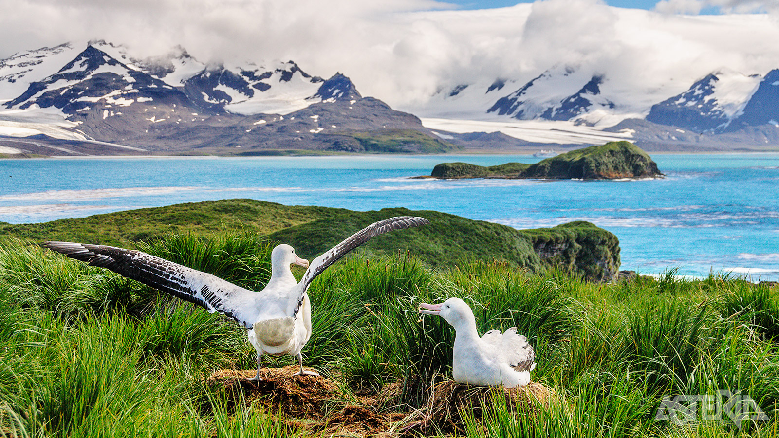 Reuzenalbatrossen broeden elke twee jaar omdat het grootbrengen van een jong bijna één jaar vergt