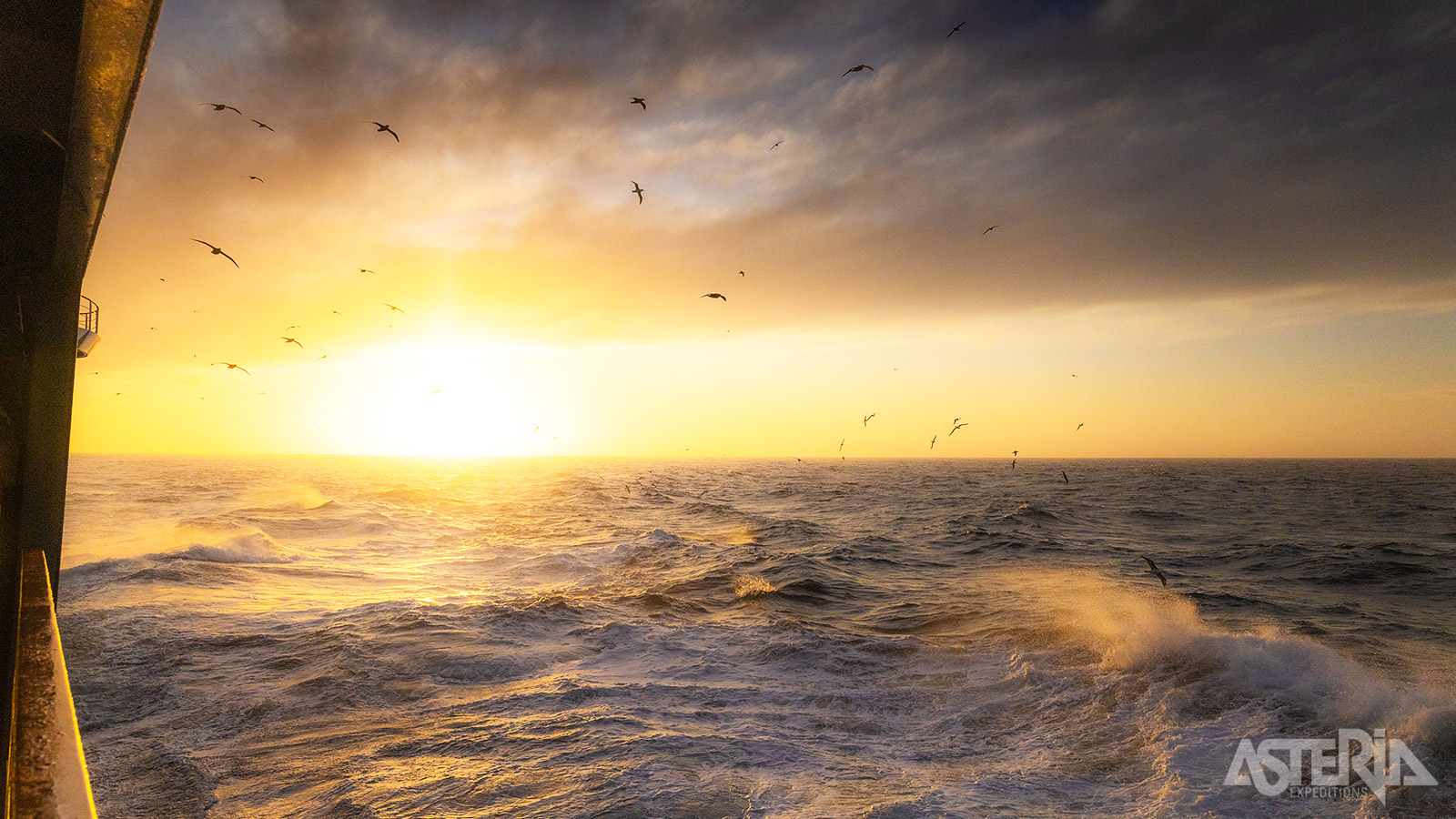 Tijdens de oversteek kan je tal van wenkbrauw- en wenkbrauwalbatrossen, Kaapse stormvogels en zilvermeeuwen zien langs het schip
