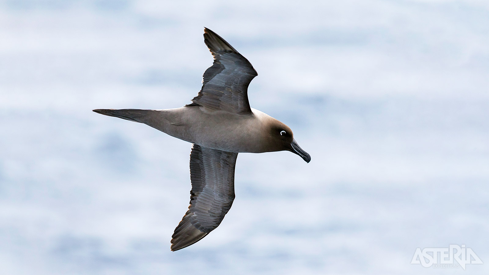 De indrukwekkende roetkopalbatros siert de hemel boven South Georgia met zijn gracieuze vlucht