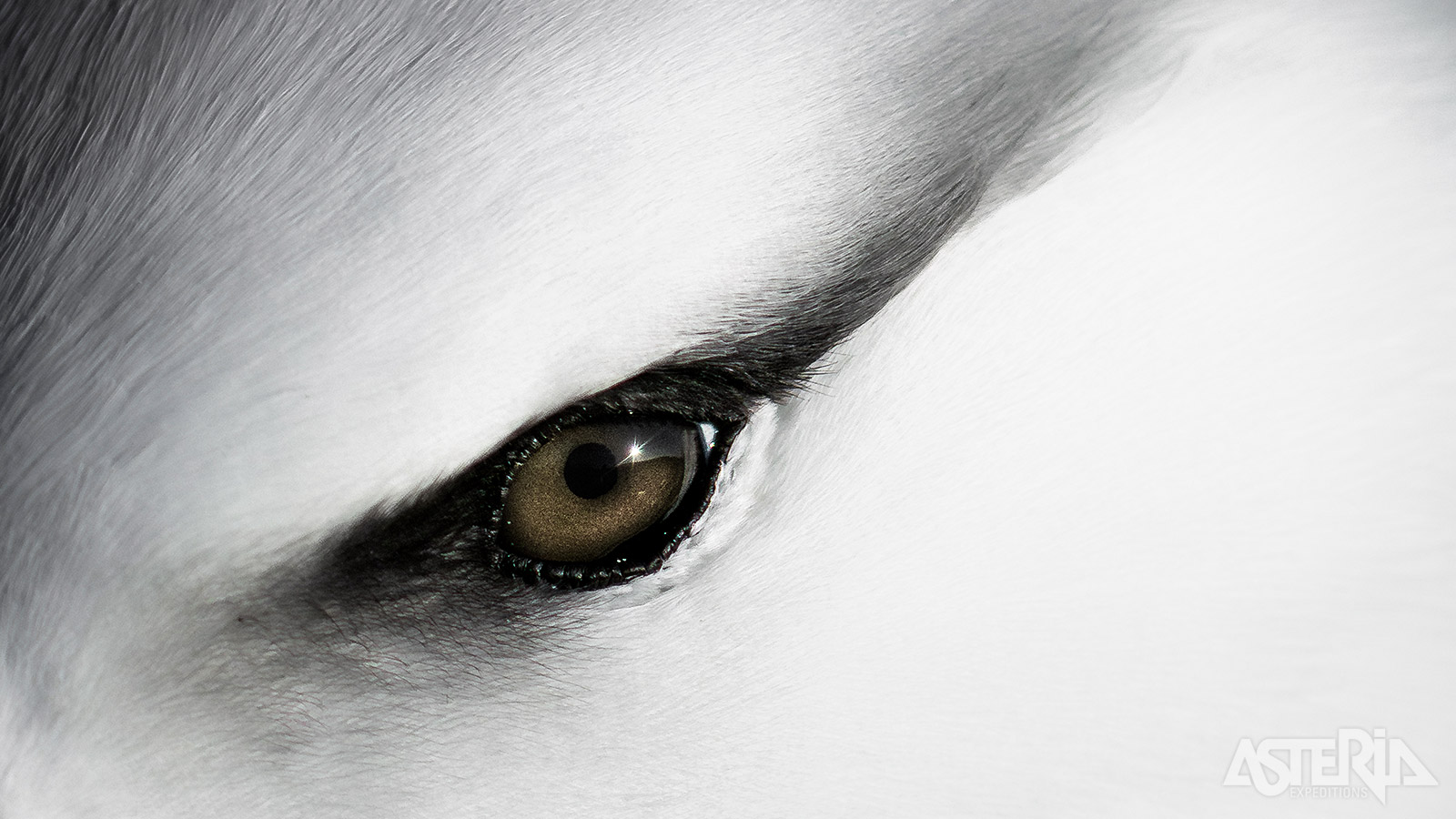 De wenkbrauwalbatros is gemakkelijk te herkennen aan de donkere ’wenkbrauw’ boven het oog