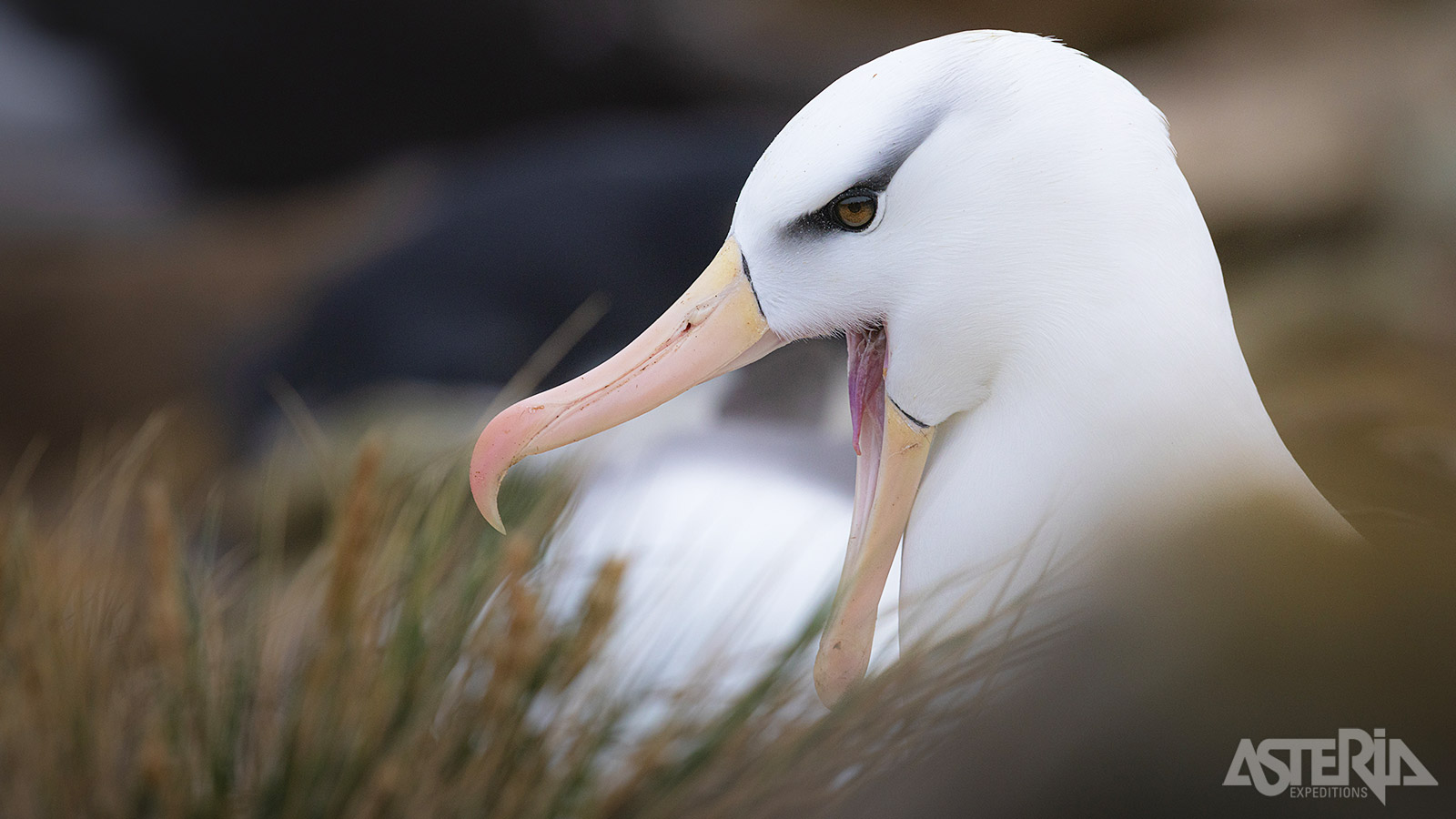 De wenkbrauwalbatros is één van de meest iconische albatrossen voor South Georgia