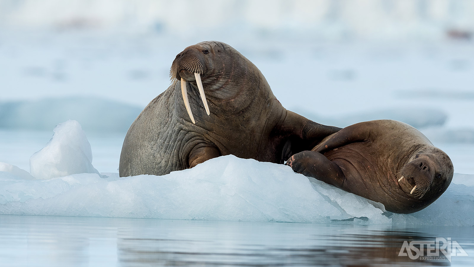 Walrussen vind je dikwijls op ijsschotsen, waar ze uitrusten na een duik op zoek naar schelpdieren op de zeebodem