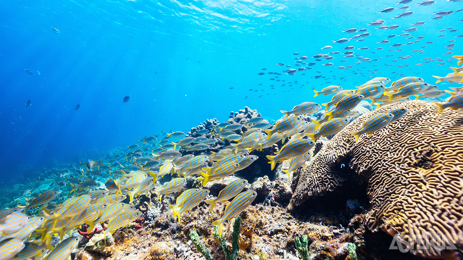 De warme Golfstroom uit Mozambique trekt talrijke vissen aan die zich nestelen tussen de koraalriffen voor de kust van St. Lucia