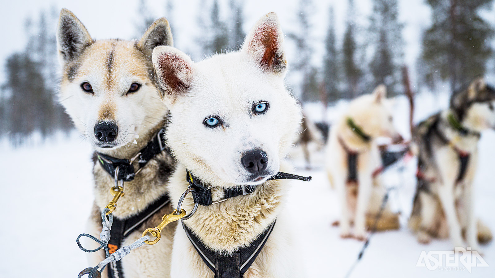 Een huskysafari is de ideale manier om kennis te maken met het feeërieke landschap