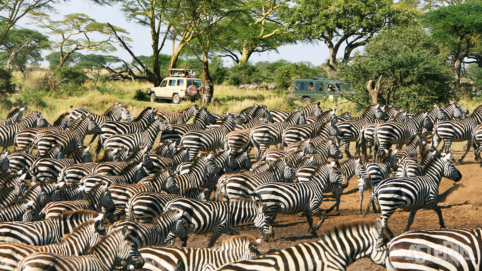 Jaarlijks migreren meer dan 1,5 miljoen gnoes, zebra’s en gazellen tijdens de Grote Trek