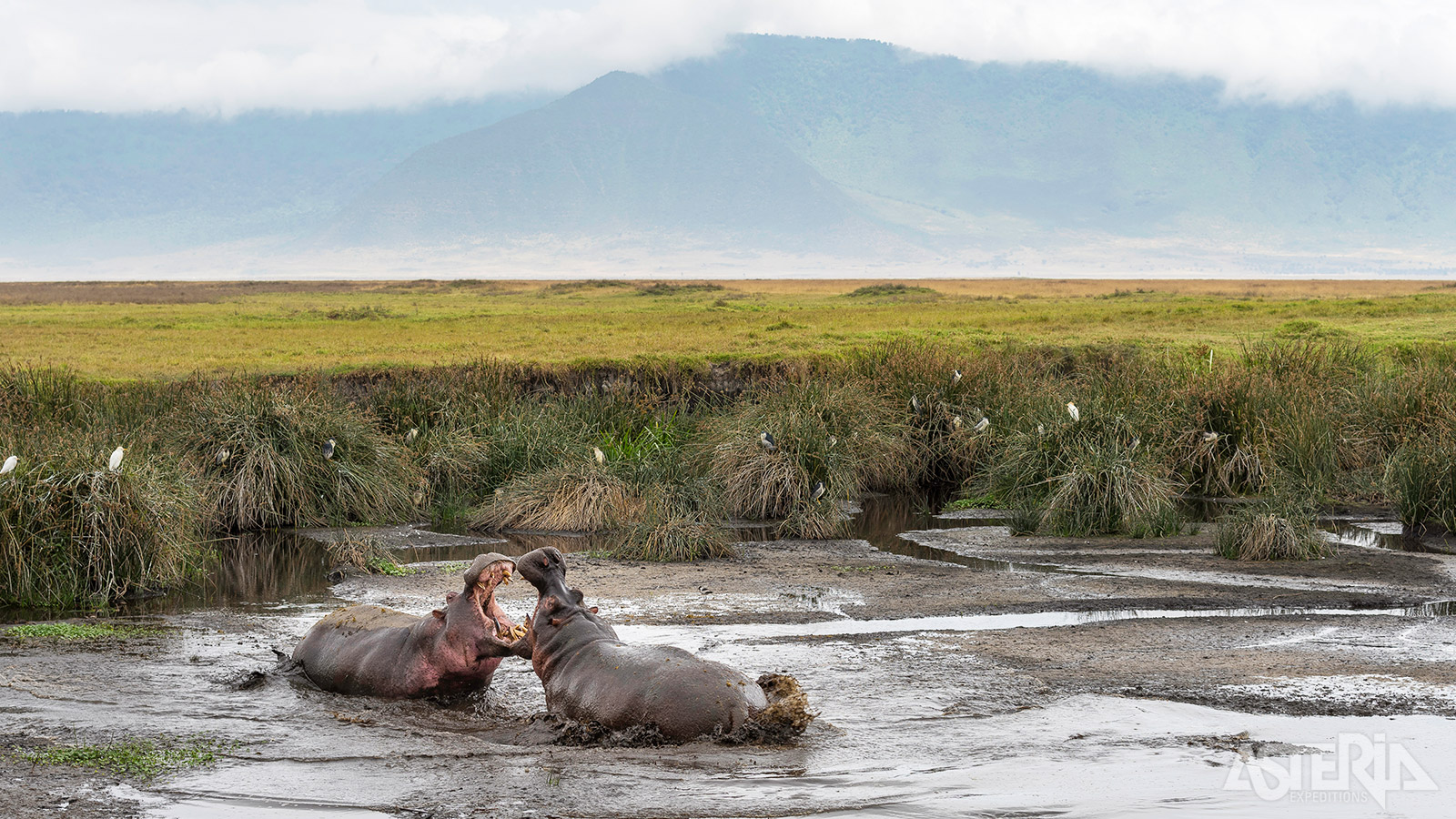 Ngorongoro wordt vaak de ’Noah’s ark van Afrika’ genoemd vanwege de vele wilde dieren