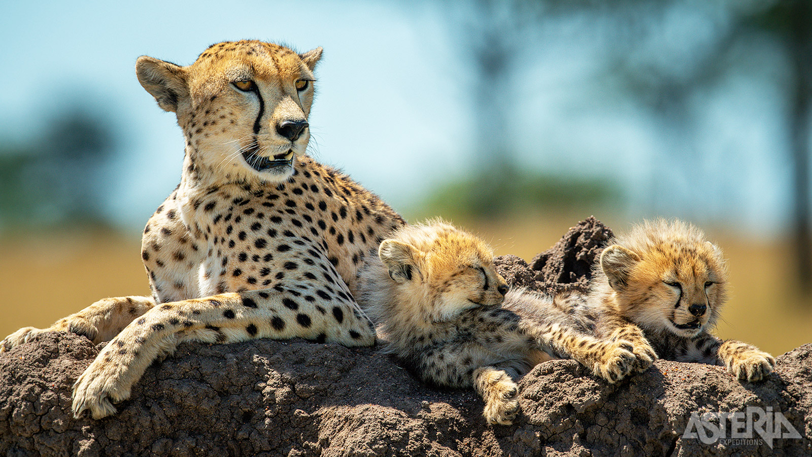 Het Serengeti Nationaal Park is zowat het beroemdste wildpark ter wereld