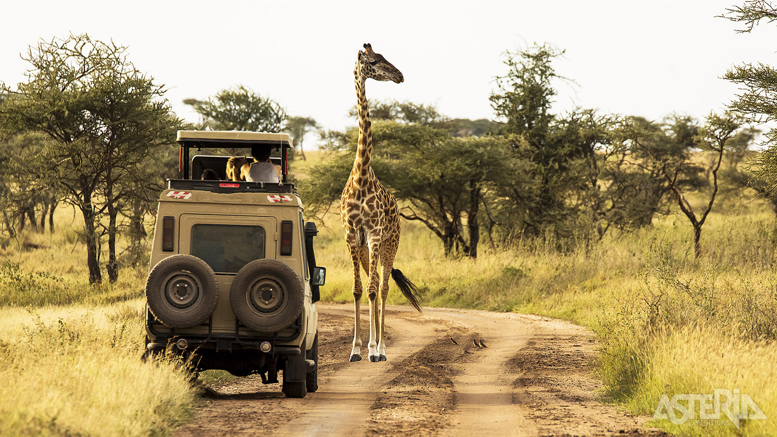 Tijdens een gamedrive ga je op zoek naar wildlife