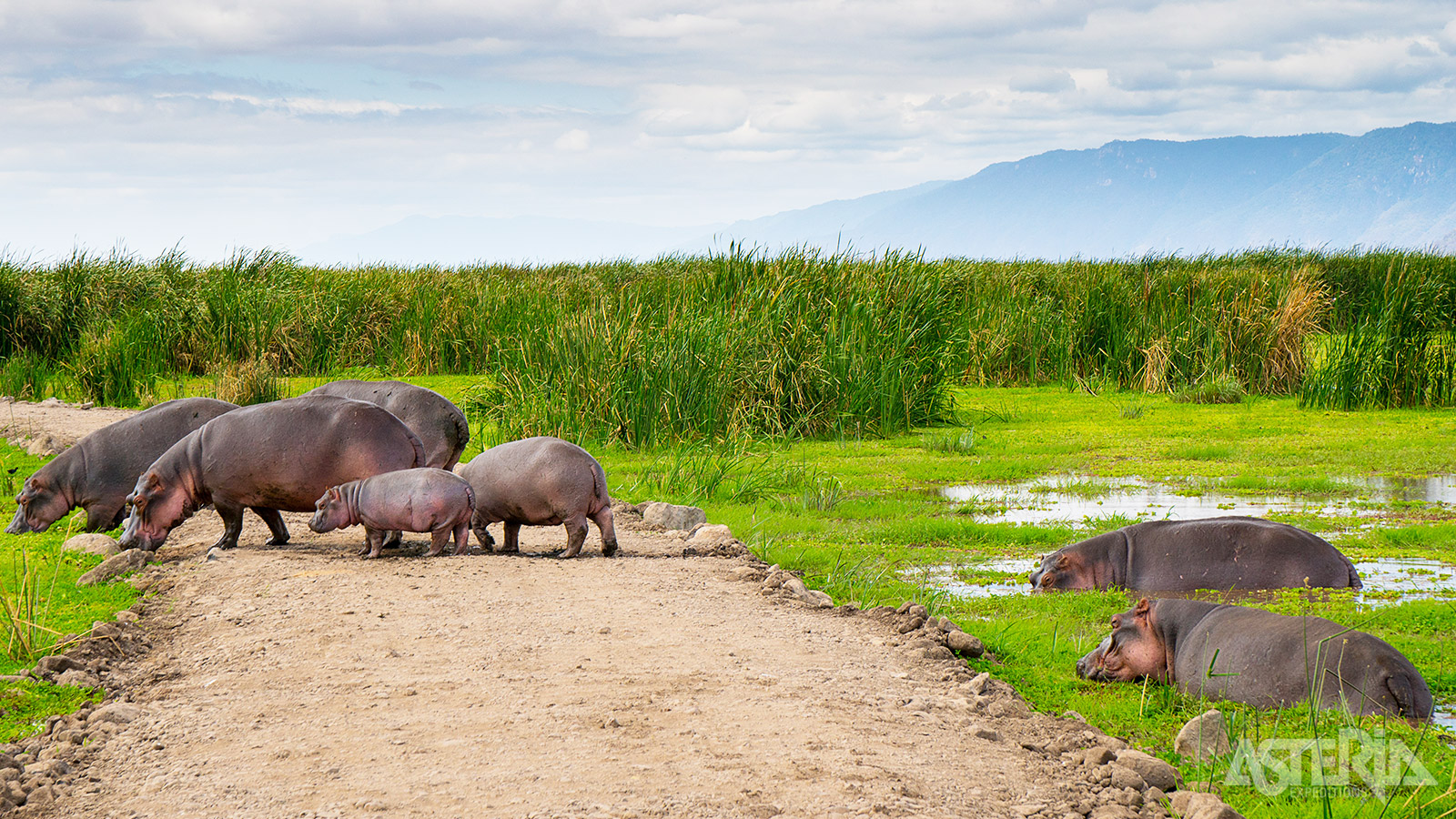 Lake Manyara Nationaal Park is het kleinste nationale park van Tanzania maar groot in biodiversiteit
