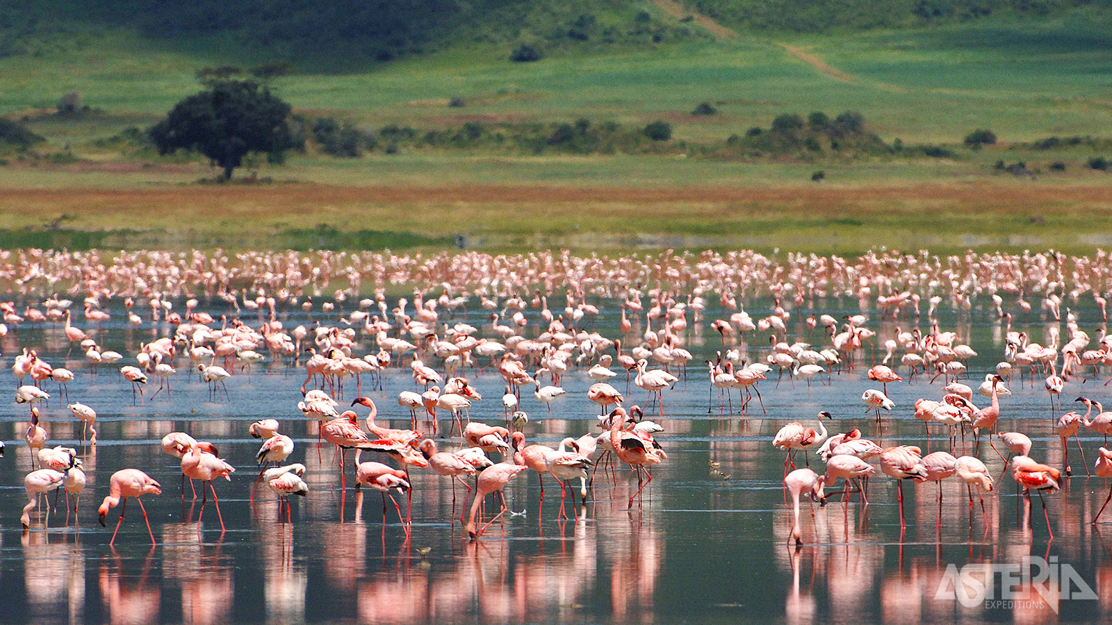 Op het Ngorongoro kratermeer leven duizenden flamingo’s die in het zilte water zoeken naar voedsel
