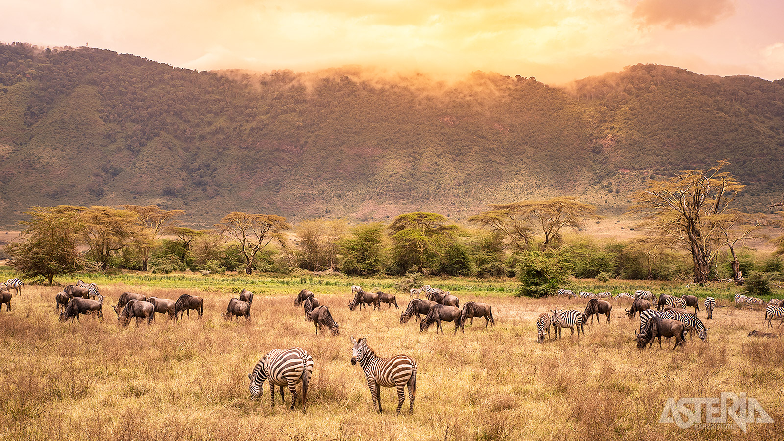 In de Ngorongoro Conservation  Area leven zo’n 30.000 dieren